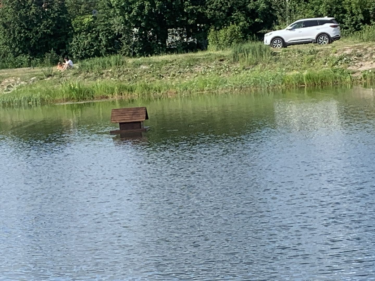 Птицы, лето в подмосковье, благоустройство