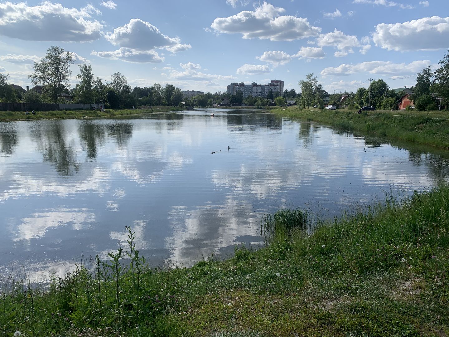 Птицы, лето в подмосковье, благоустройство