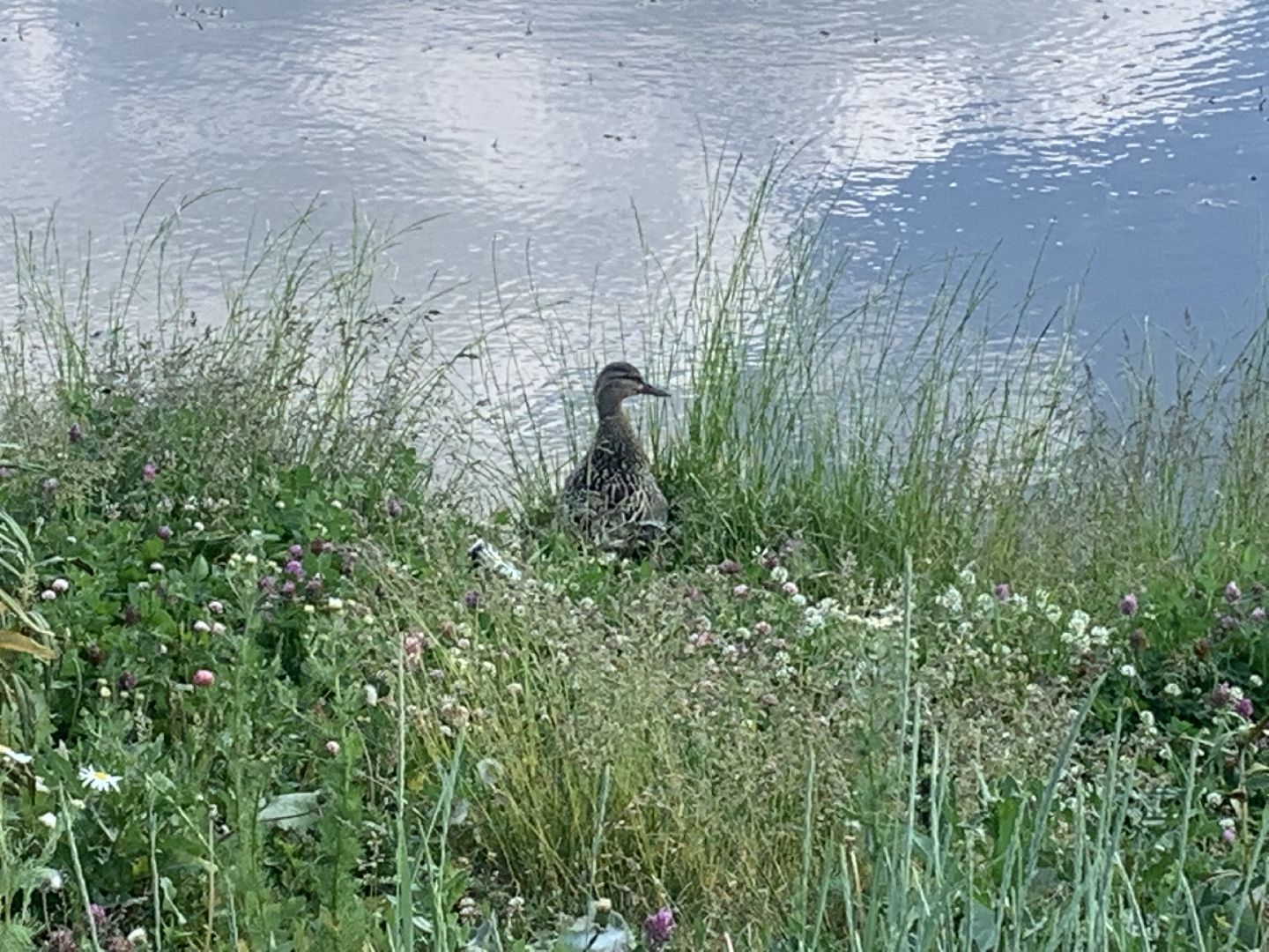 Птицы, лето в подмосковье, благоустройство