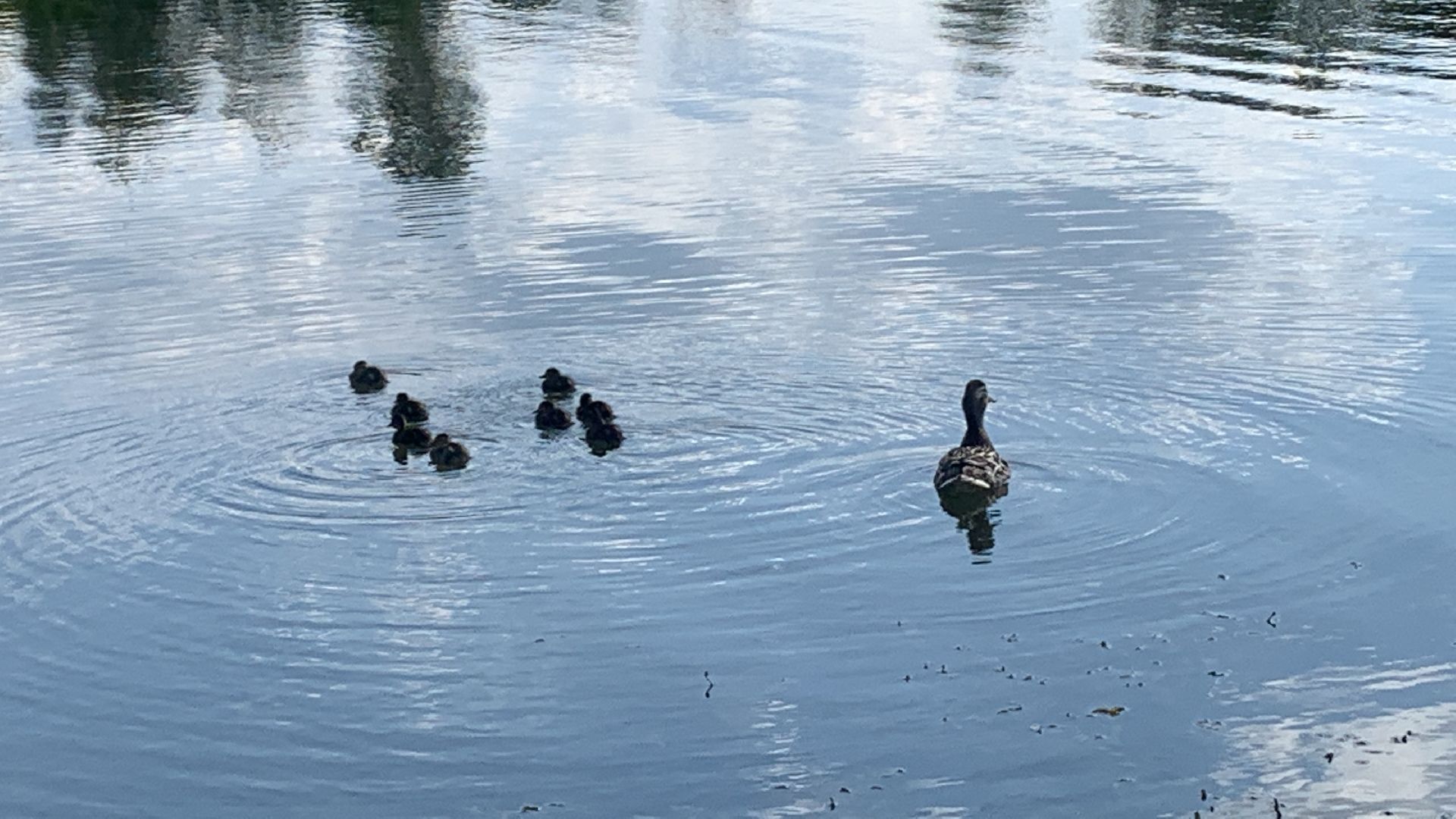 Птицы, лето в подмосковье, благоустройство