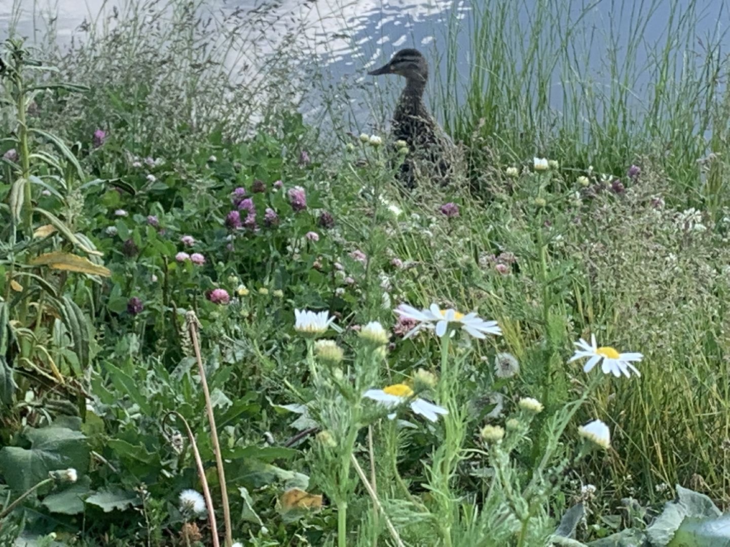 Птицы, лето в подмосковье, благоустройство