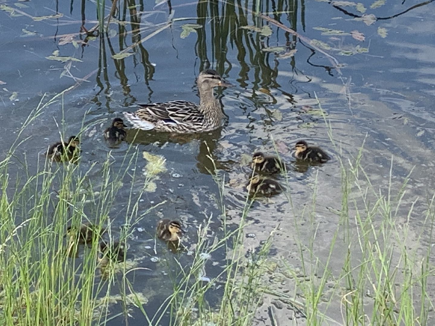 Птицы, лето в подмосковье, благоустройство