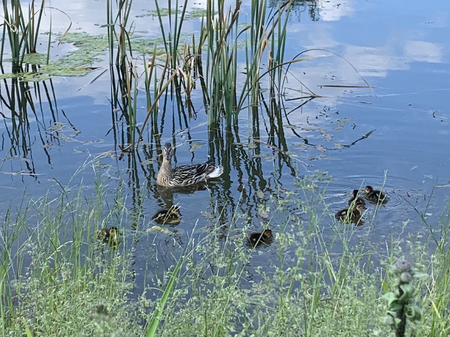 Птицы, лето в подмосковье, благоустройство