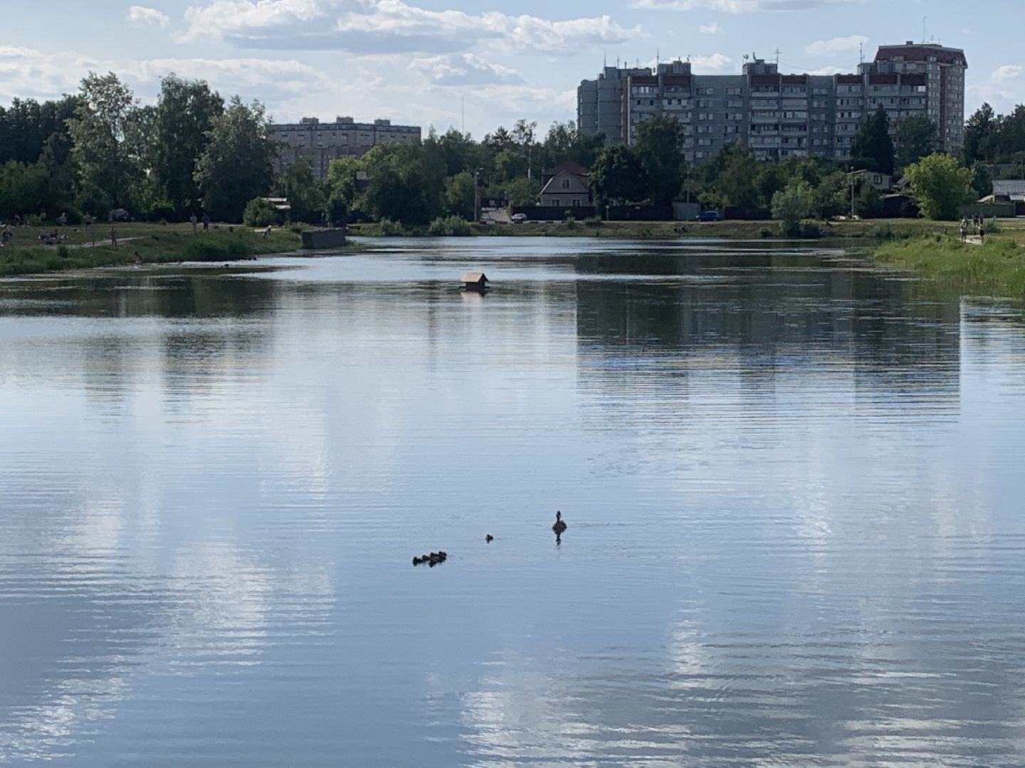 Птицы, лето в подмосковье, благоустройство