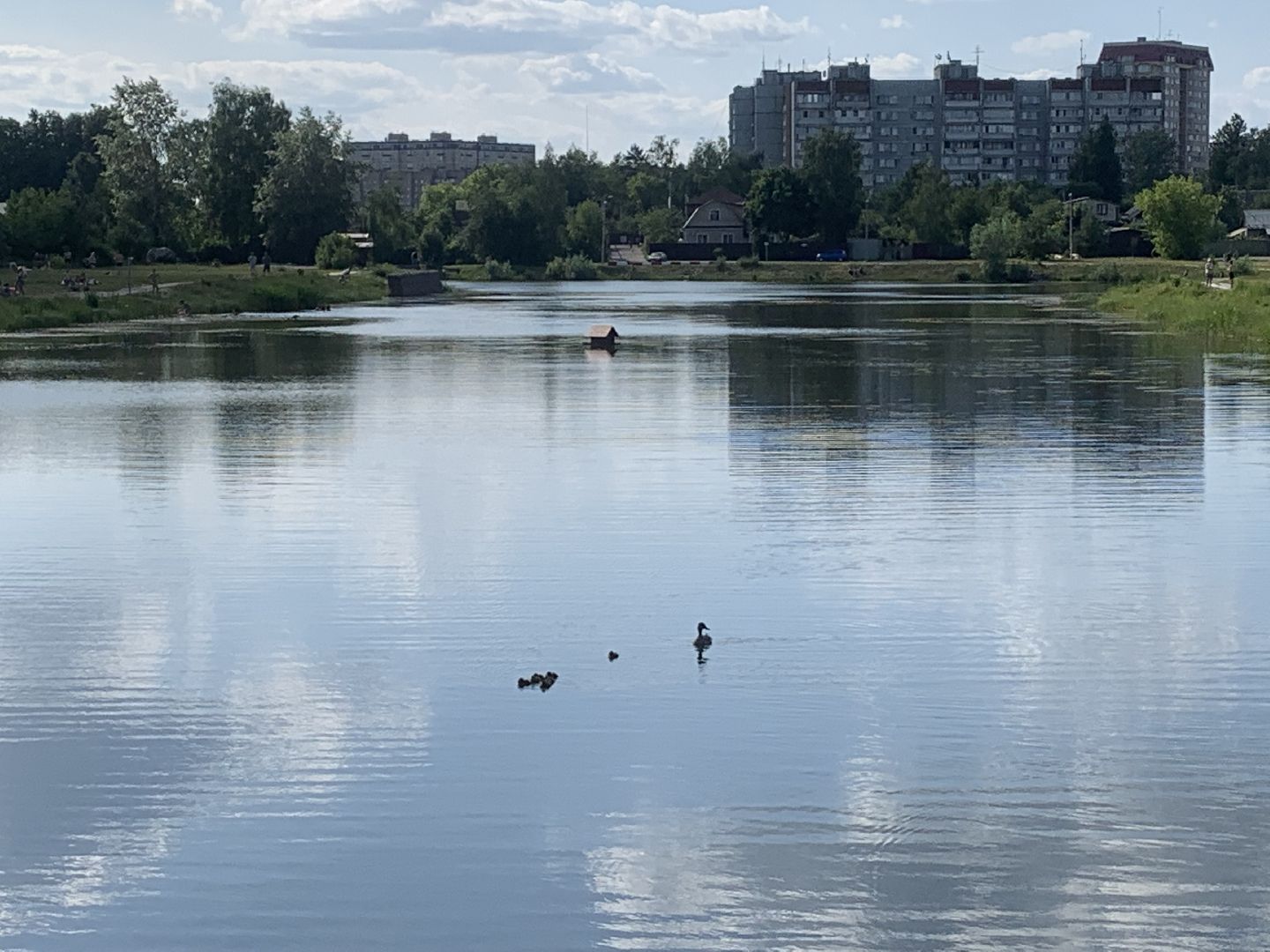 Птицы, лето в подмосковье, благоустройство