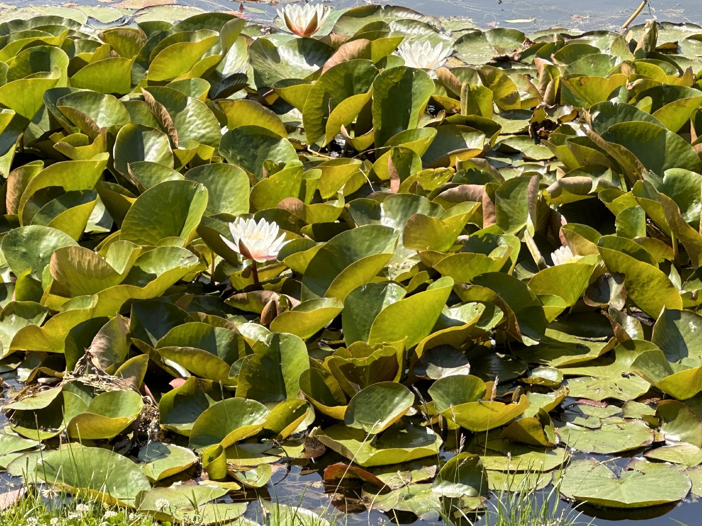 Одинцово, Парки Подмосковья, Лето, Каникулы