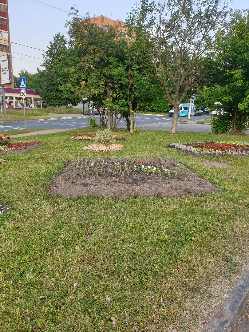 Долгопрудный, цветы, клумба, бархатцы, перемены, педагоги