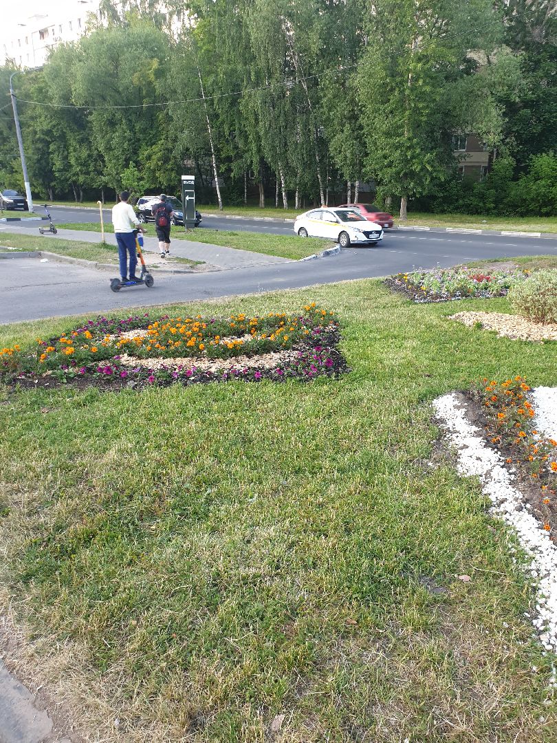 Долгопрудный, цветы, клумба, бархатцы, перемены, педагоги