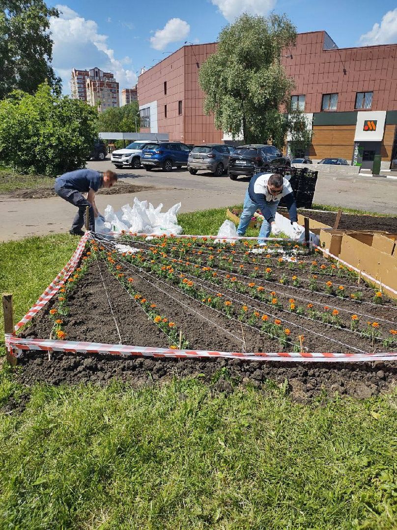 Долгопрудный, цветы, клумба, бархатцы, перемены, педагоги