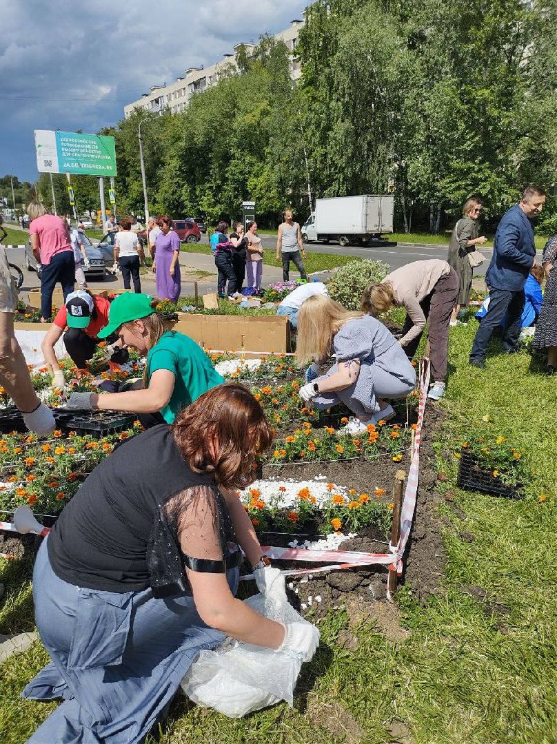 Долгопрудный, цветы, клумба, бархатцы, перемены, педагоги