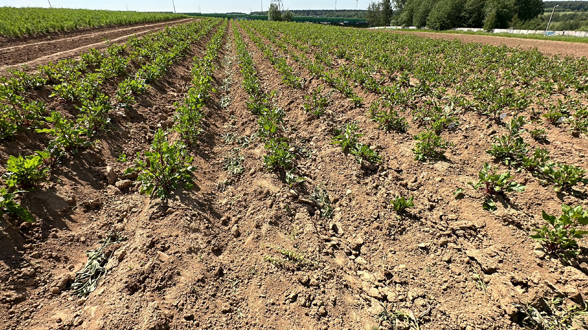 ВНИИСОК, Центр Овощеводства, Продовольственная безопасность