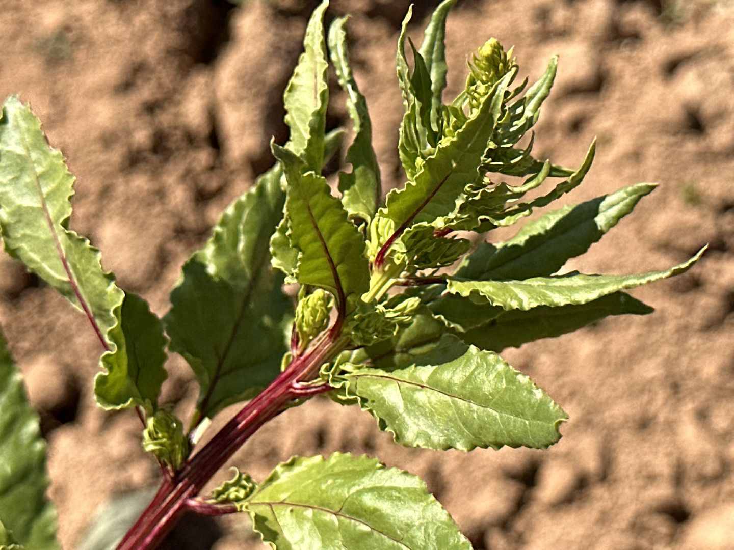 ВНИИСОК, Центр Овощеводства, Продовольственная безопасность