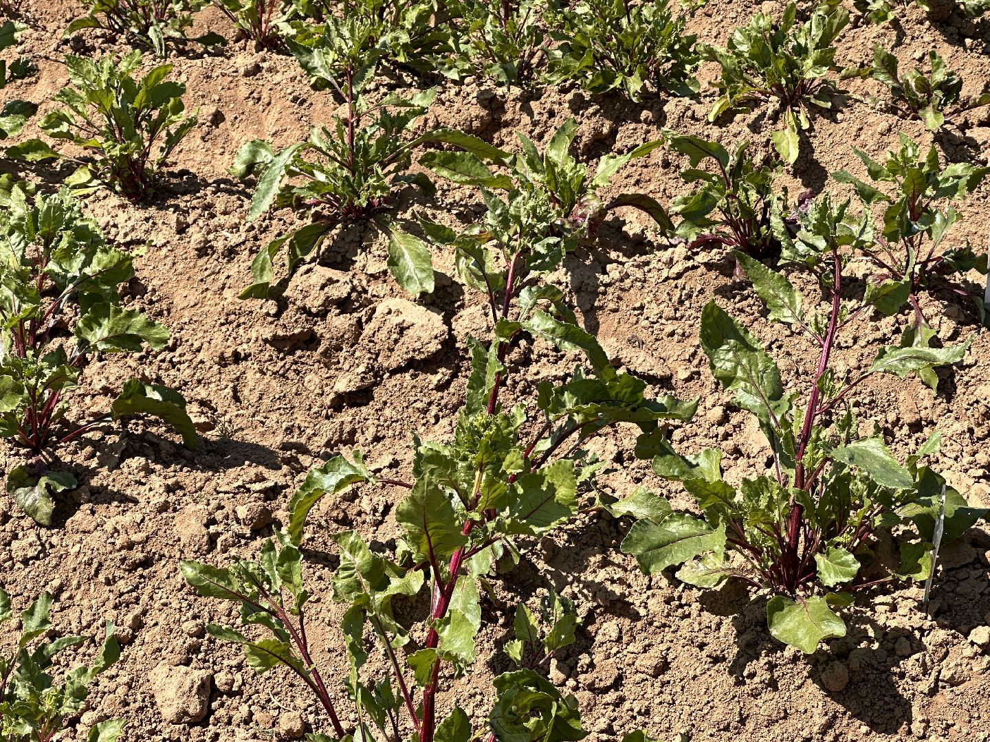 ВНИИСОК, Центр Овощеводства, Продовольственная безопасность