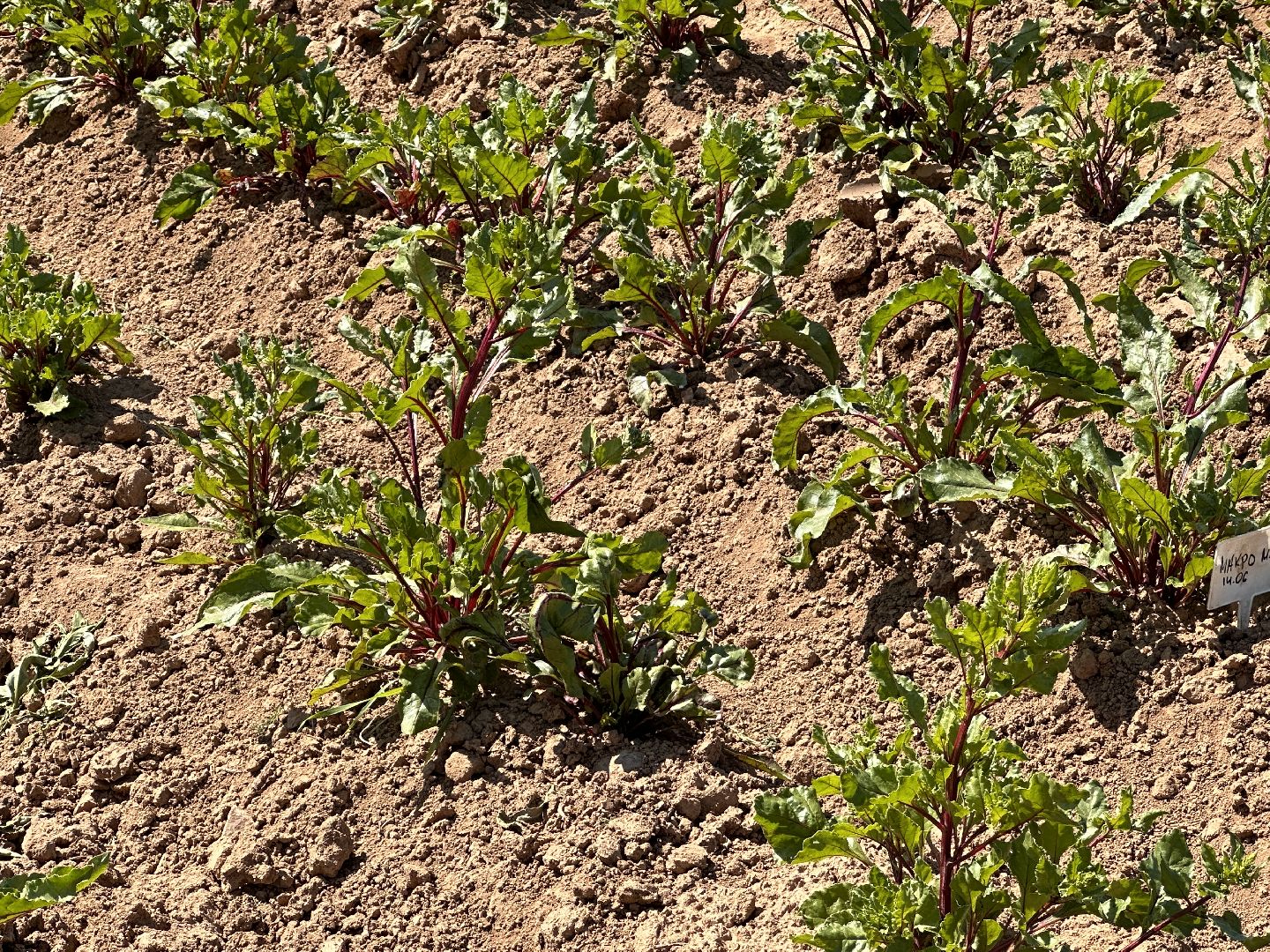 ВНИИСОК, Центр Овощеводства, Продовольственная безопасность