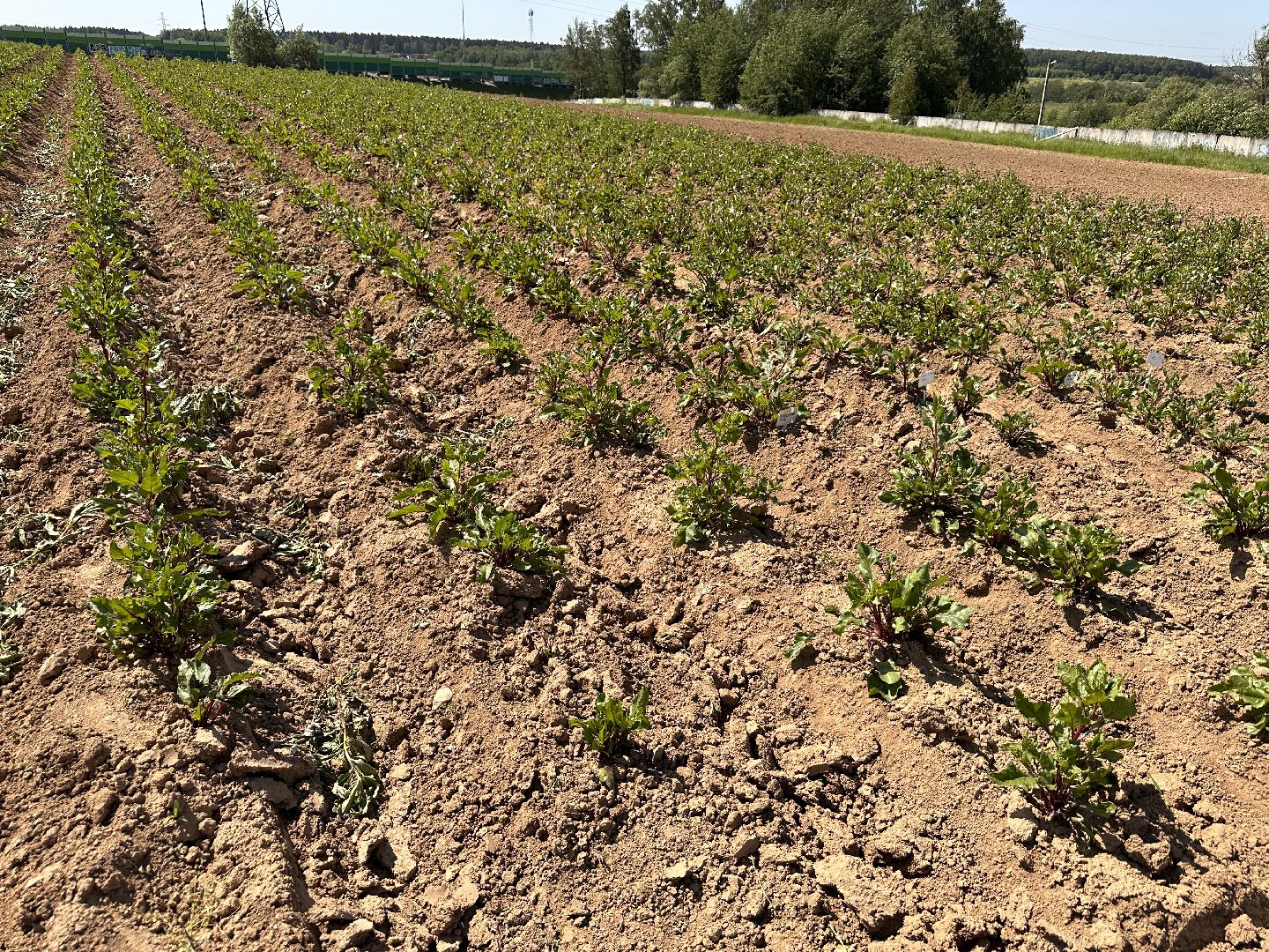 ВНИИСОК, Центр Овощеводства, Продовольственная безопасность