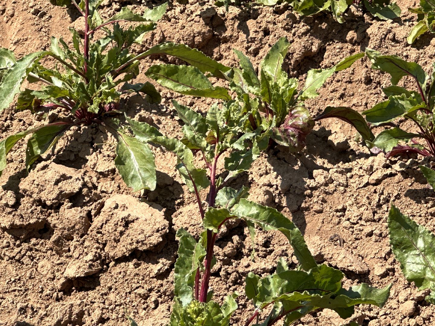 ВНИИСОК, Центр Овощеводства, Продовольственная безопасность