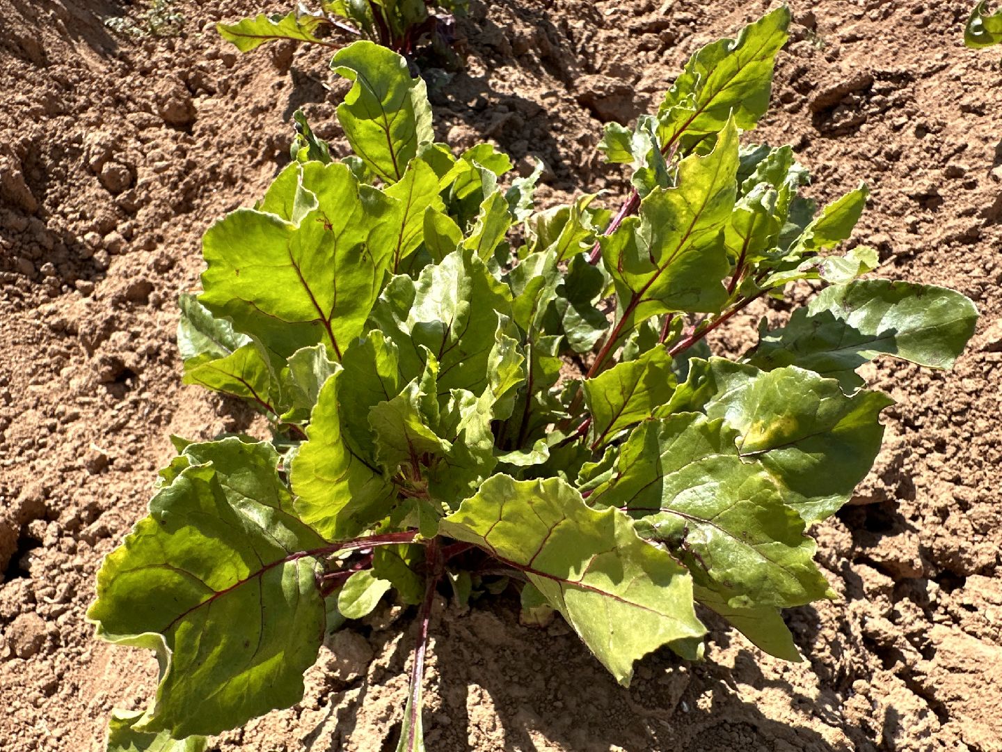 ВНИИСОК, Центр Овощеводства, Продовольственная безопасность