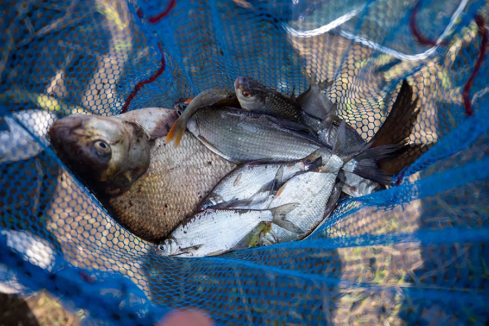 Спорт, рыбная ловля, рыбалка, Подмосковный берег, Орехово-Зуево