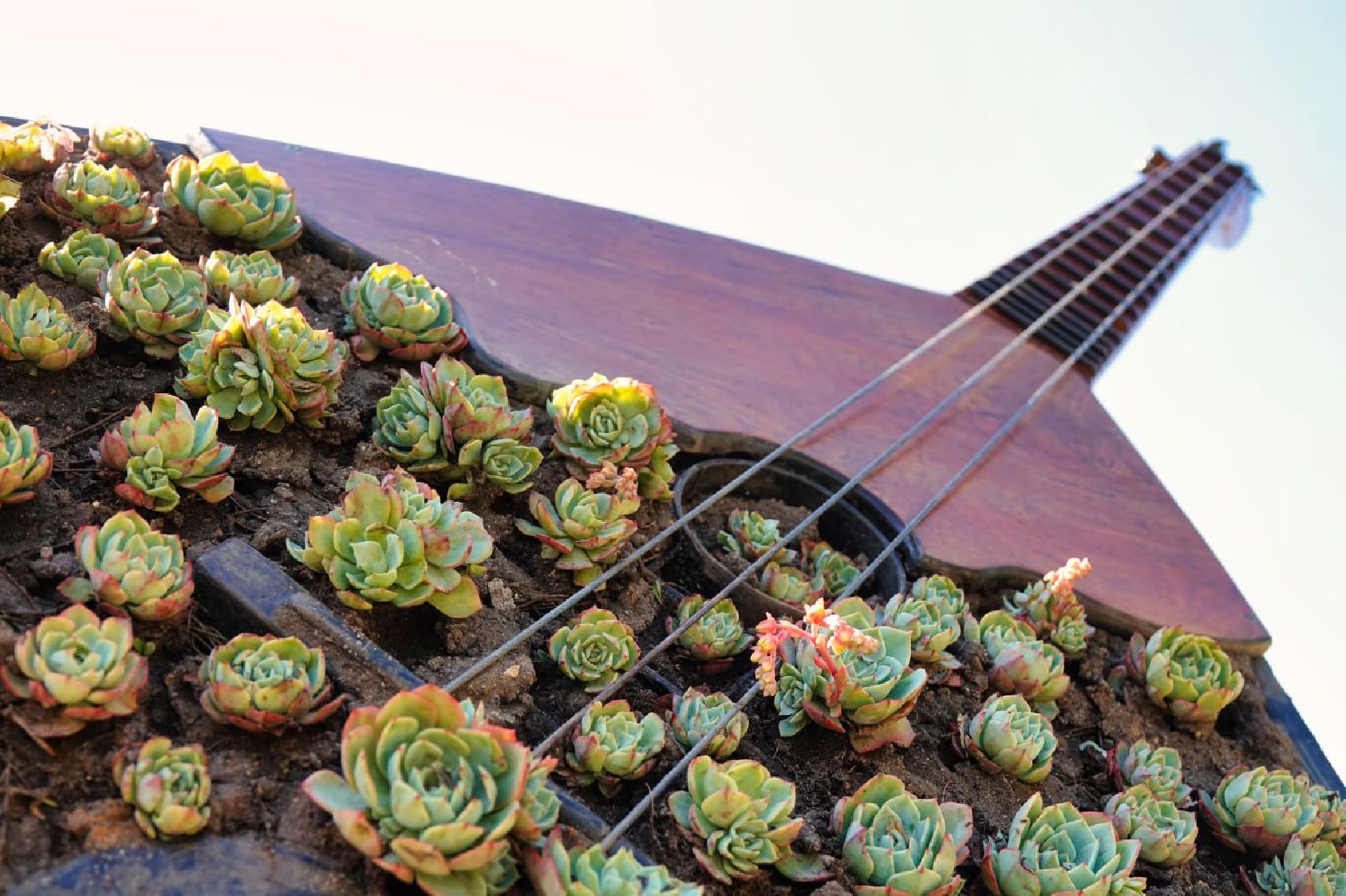 Сергиево-Посадский городской округ, Сергиев Посад, Благоустройство, Цветы, Музыка, Красота, Лето, Лето в Подмосковье