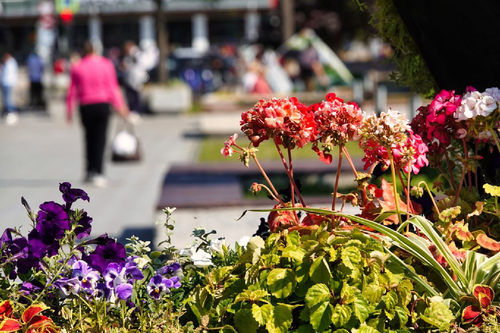 Сергиево-Посадский городской округ, Сергиев Посад, Благоустройство, Цветы, Музыка, Красота, Лето, Лето в Подмосковье