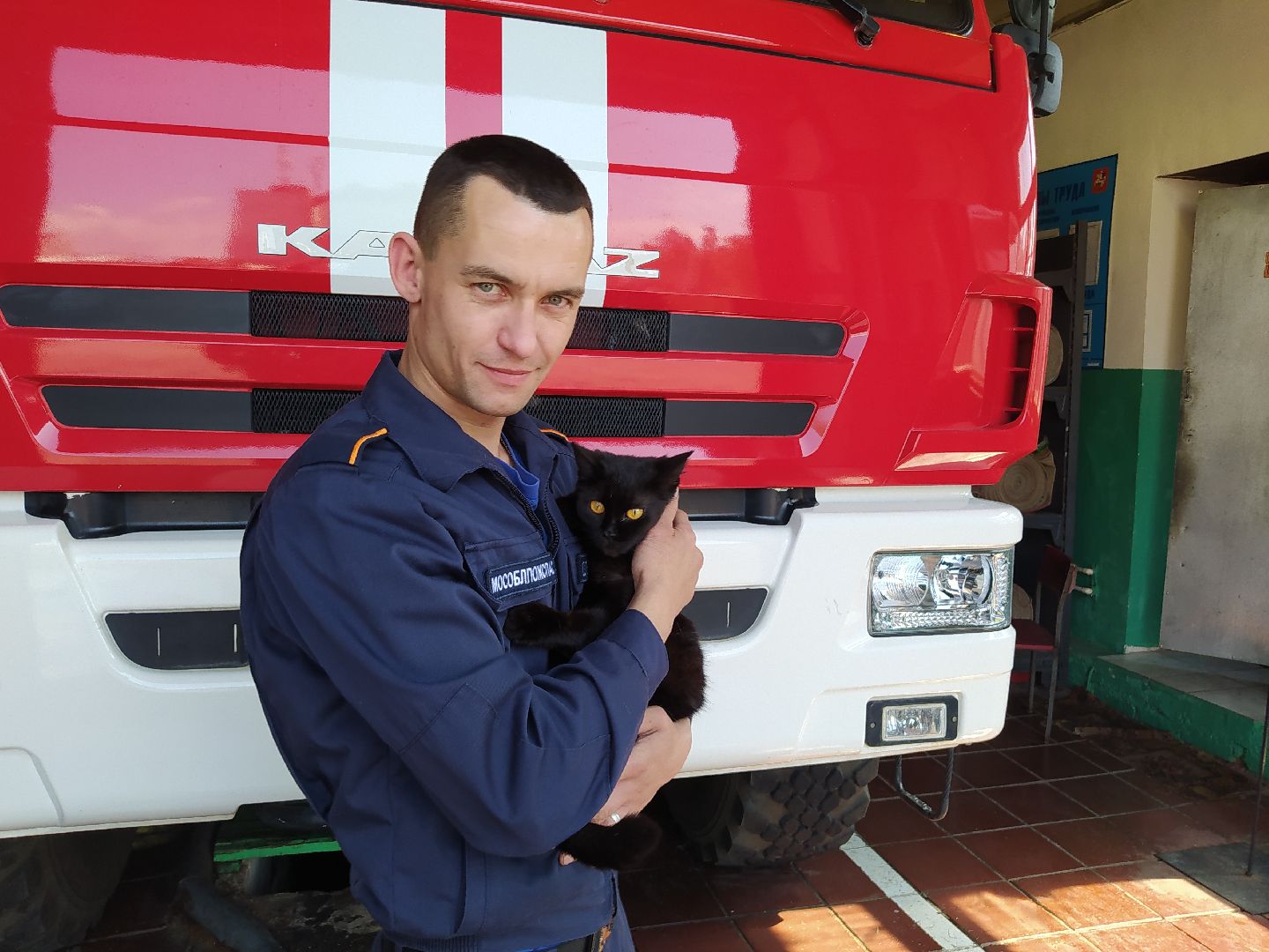 Истра, животные, кошки