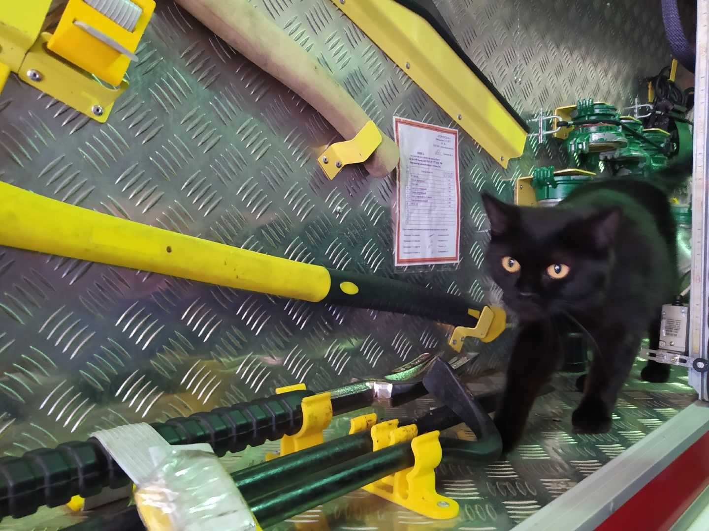 Истра, животные, кошки