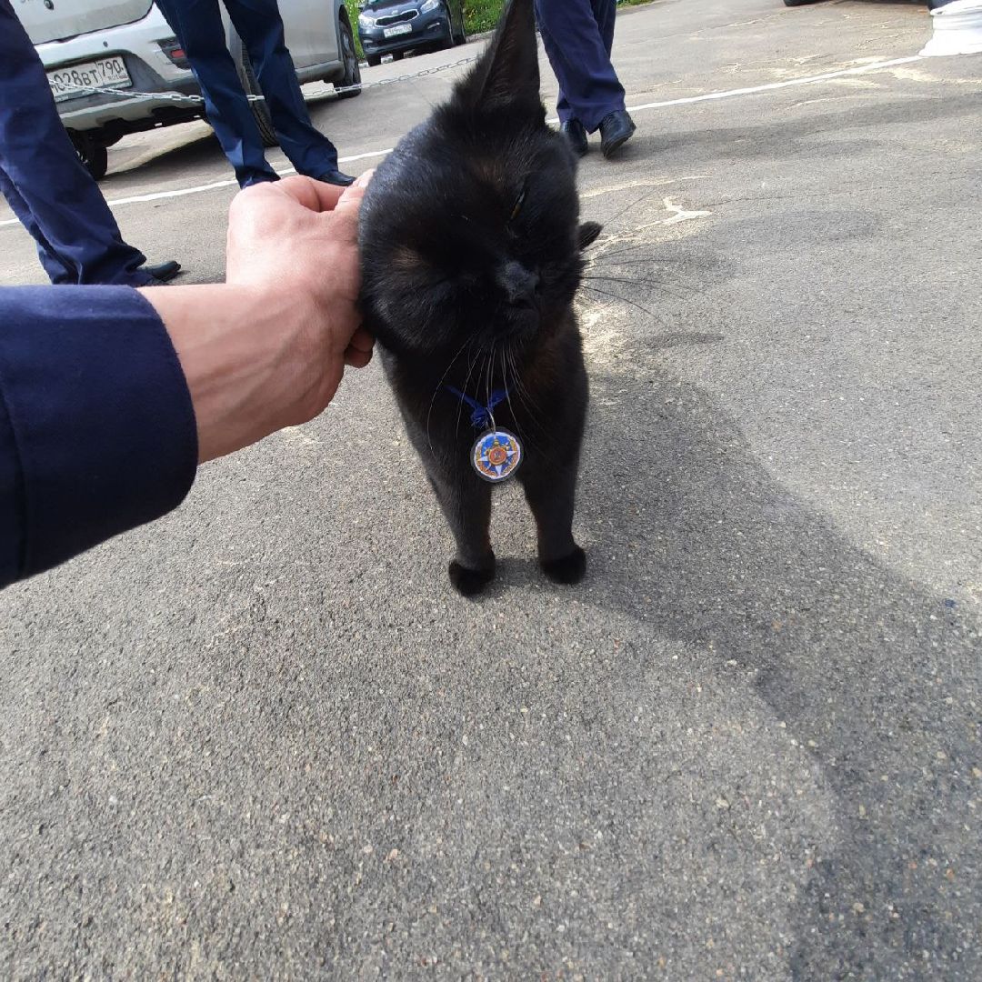 Истра, животные, кошки