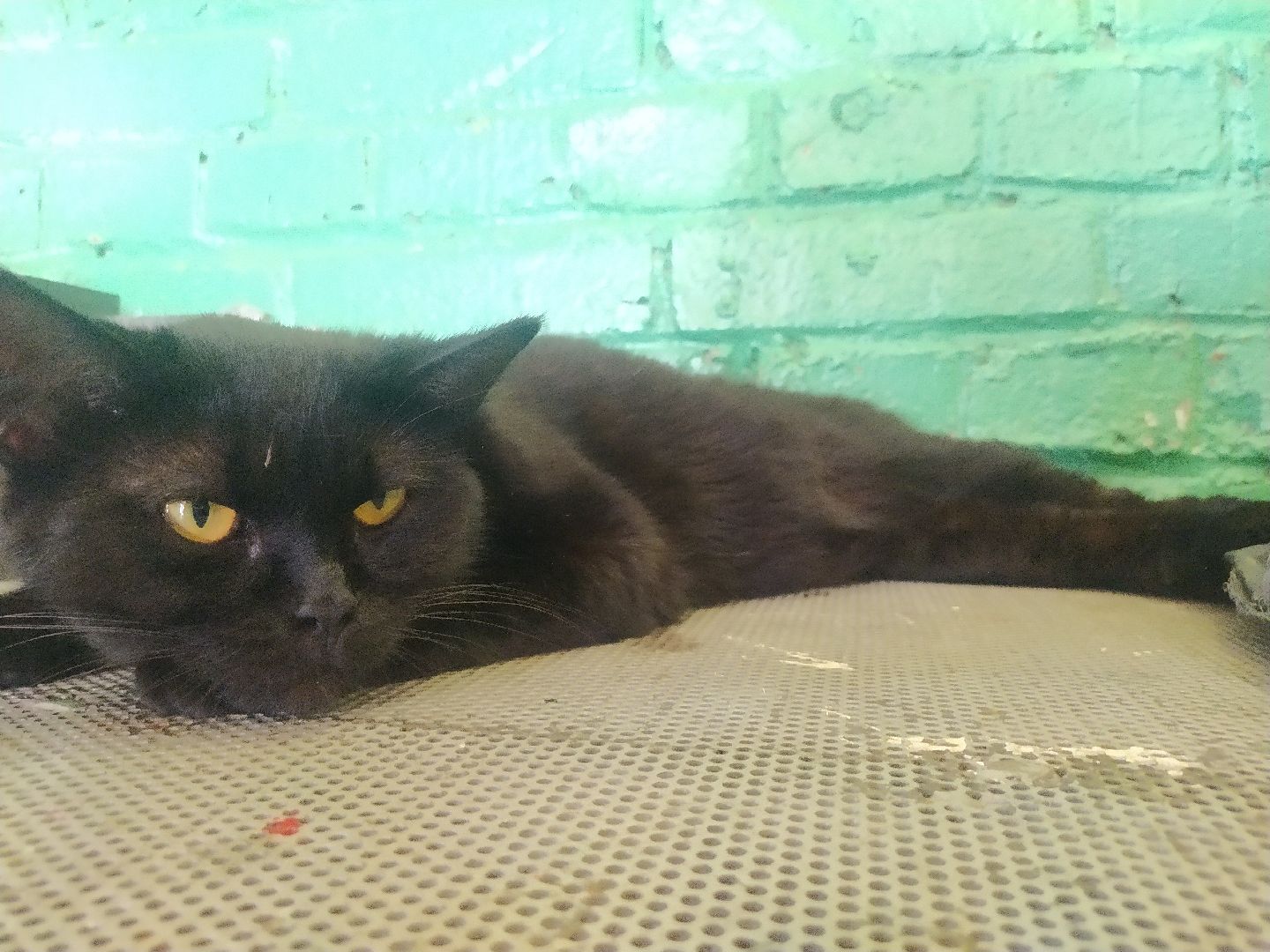 Истра, животные, кошки