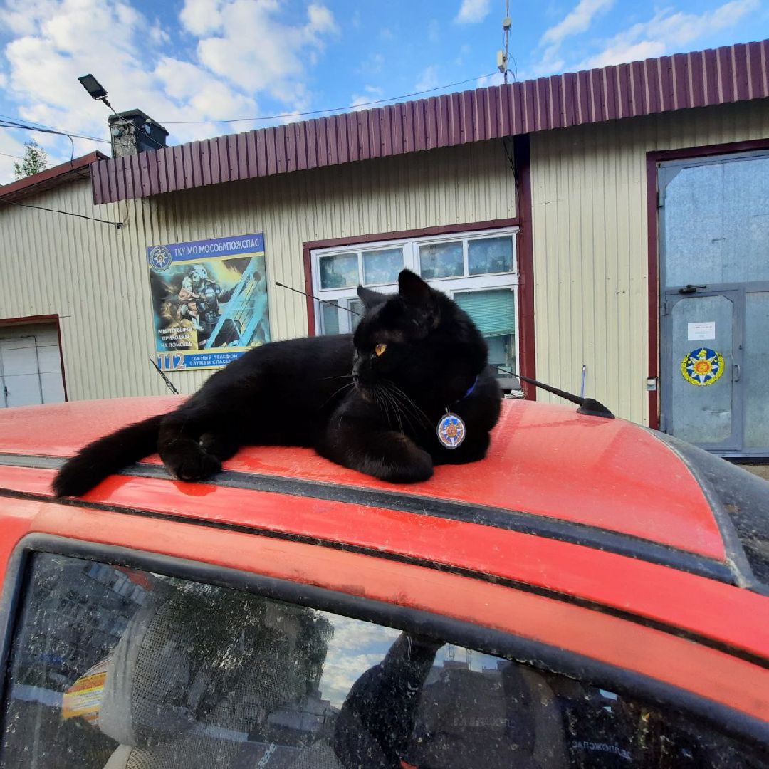 Истра, животные, кошки