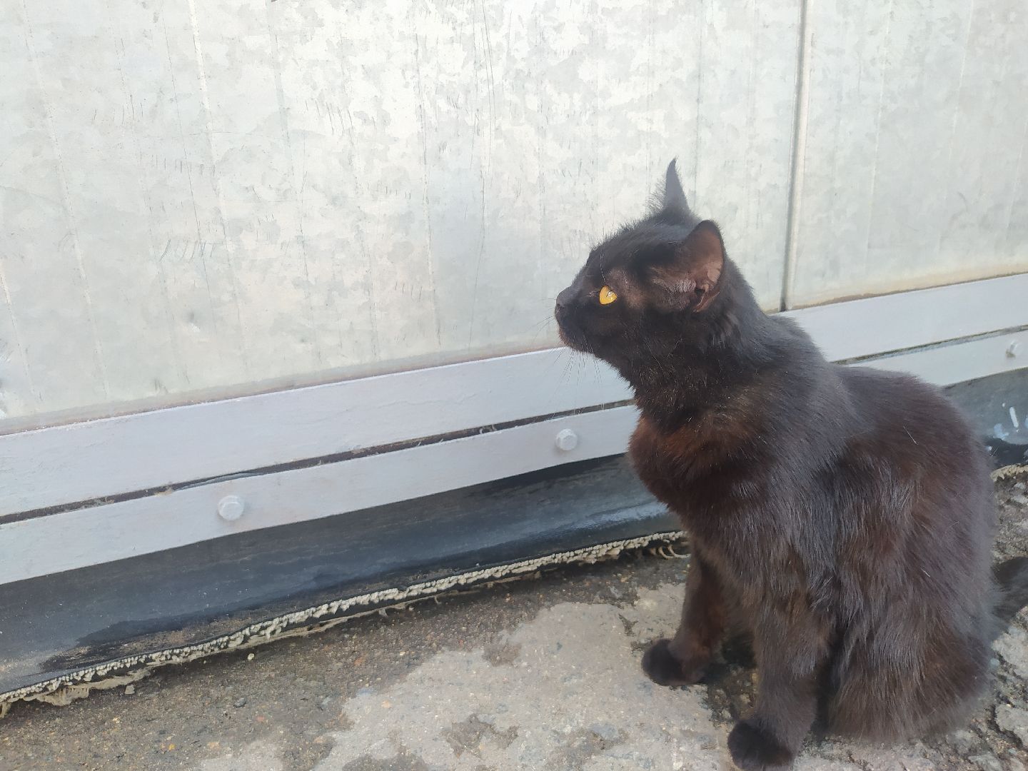 Истра, животные, кошки