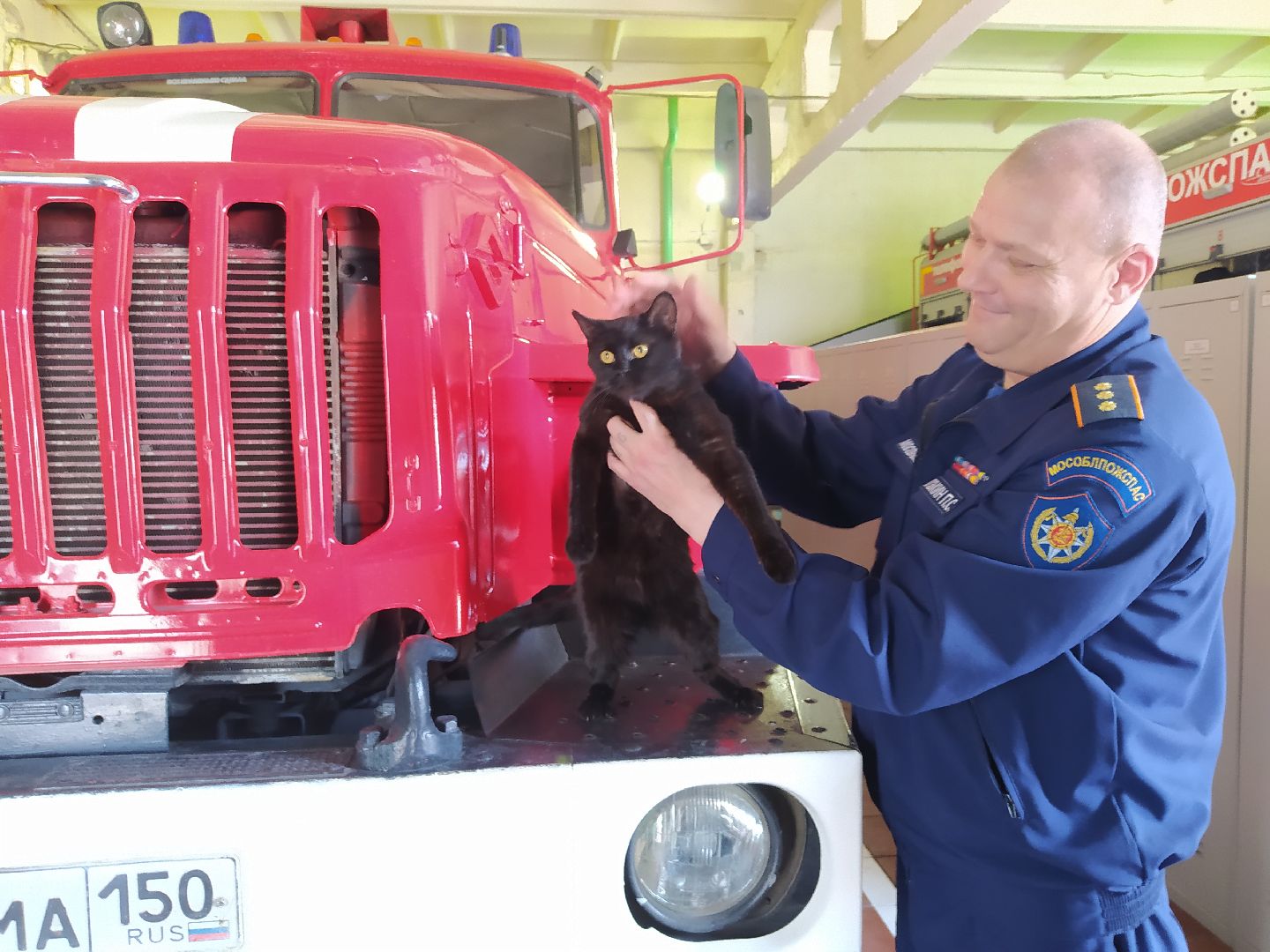 Истра, животные, кошки