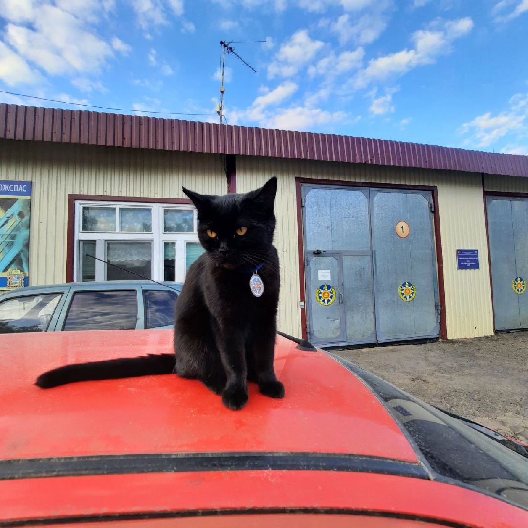 Истра, животные, кошки