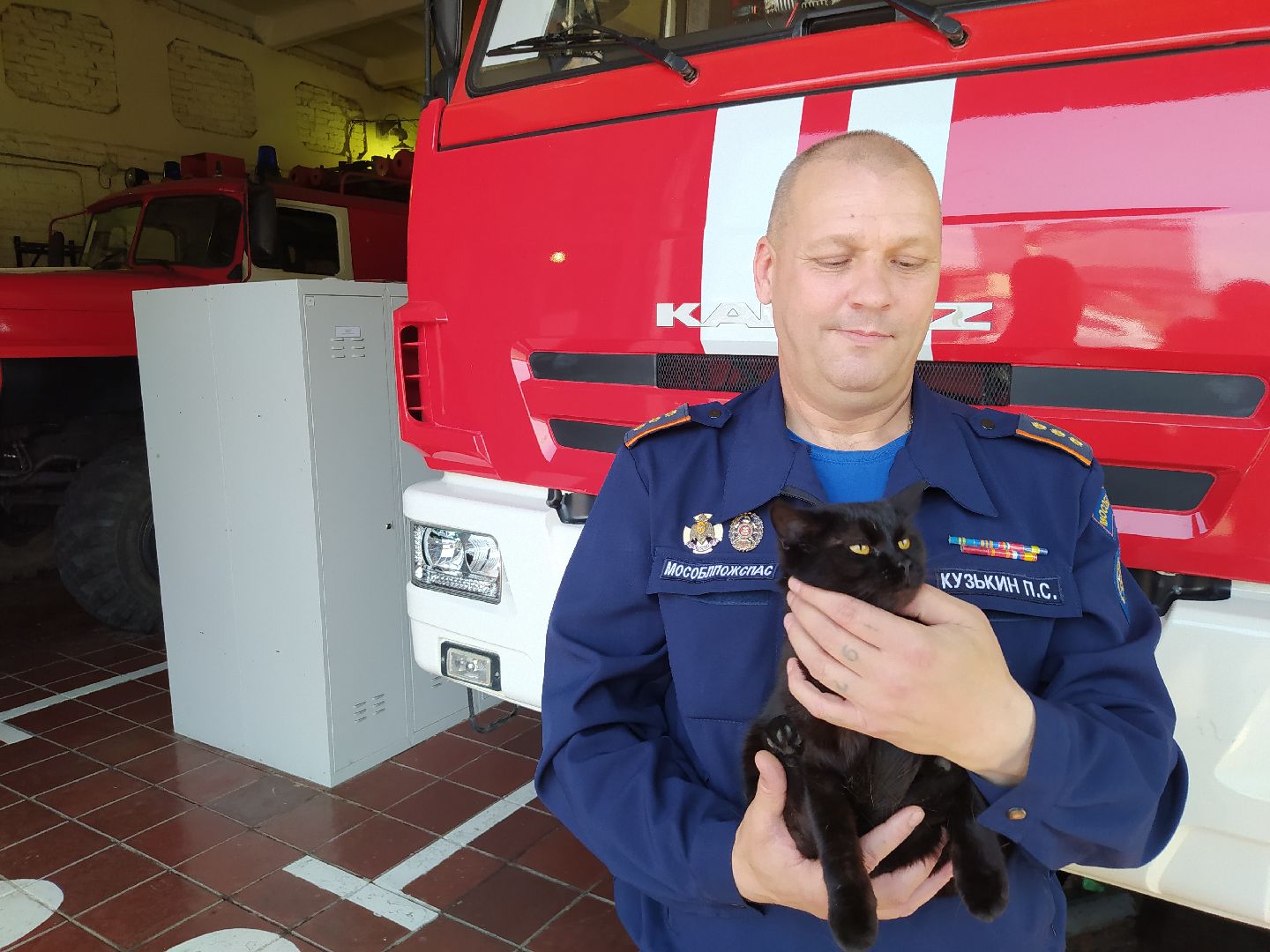 Истра, животные, кошки