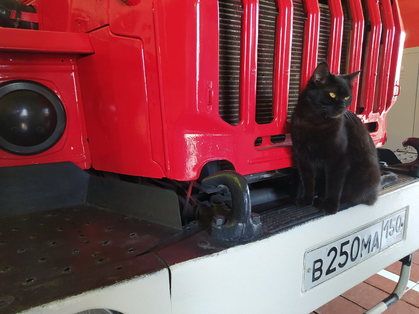 Истра, животные, кошки