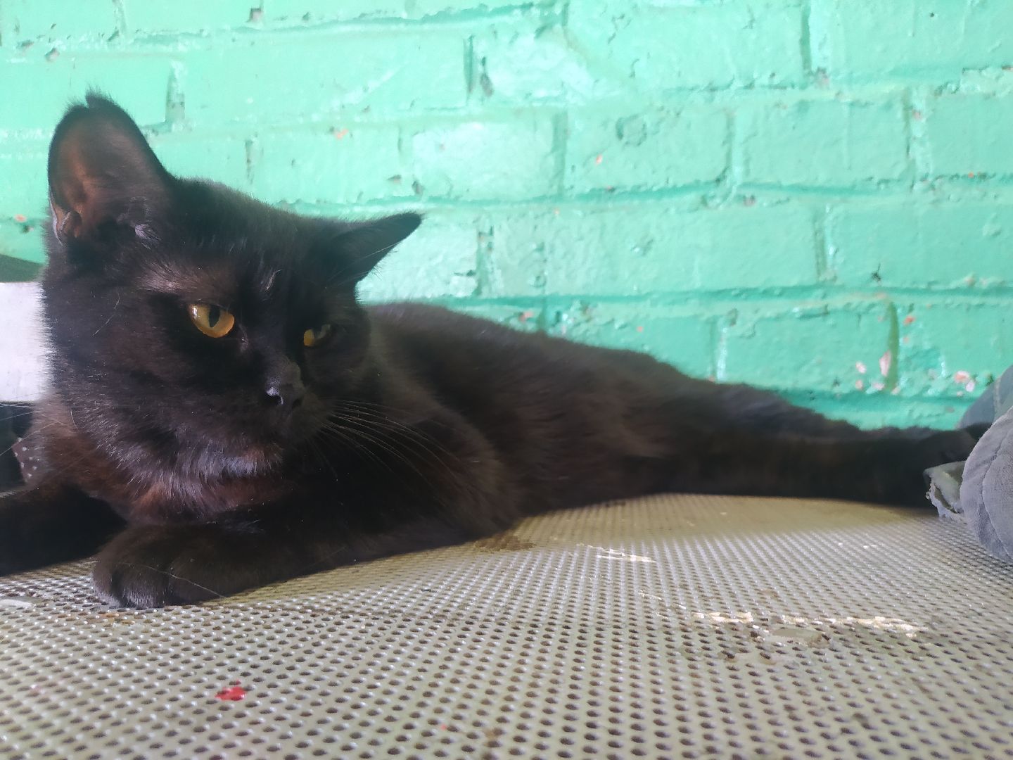 Истра, животные, кошки