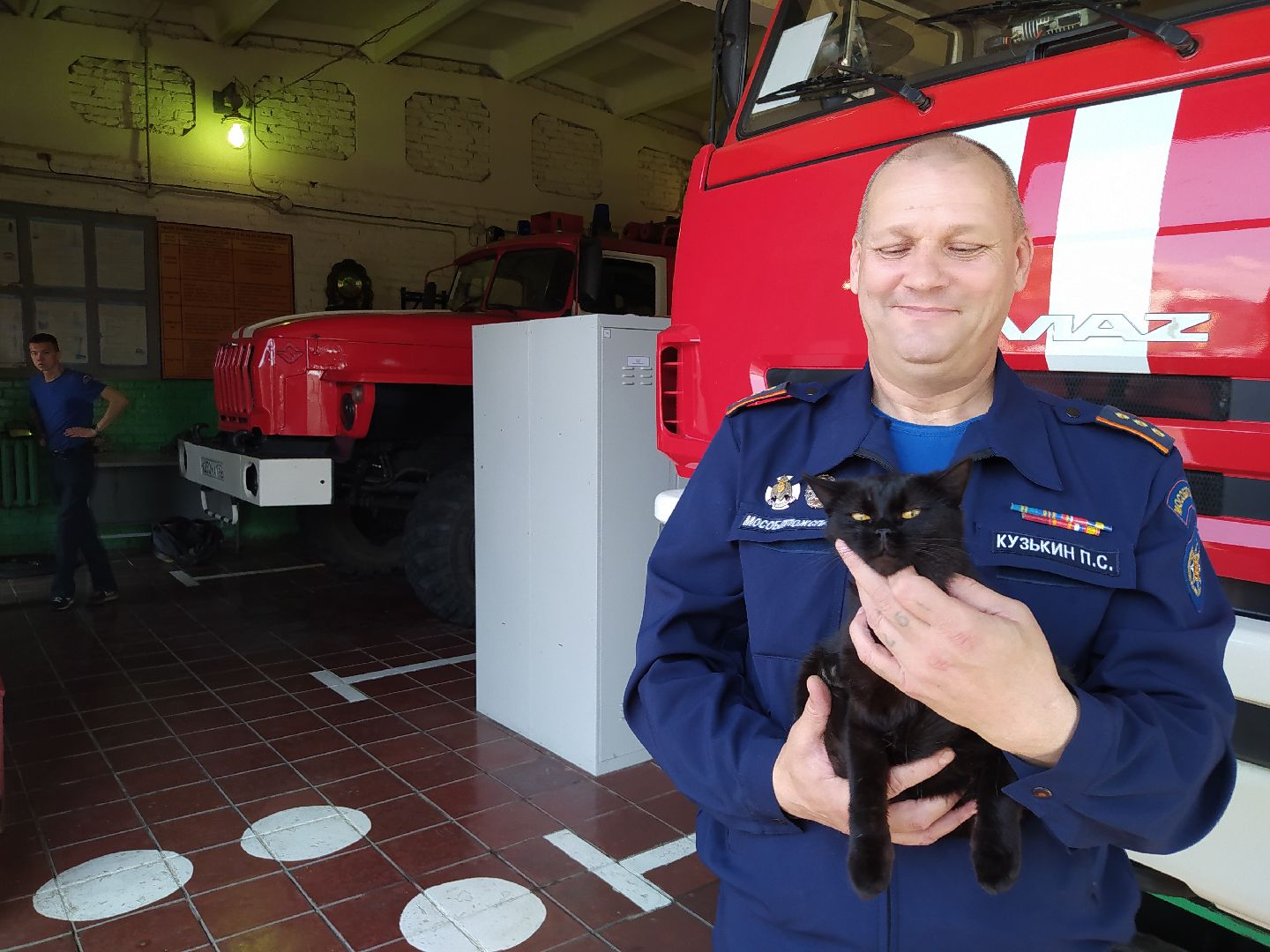 Истра, животные, кошки