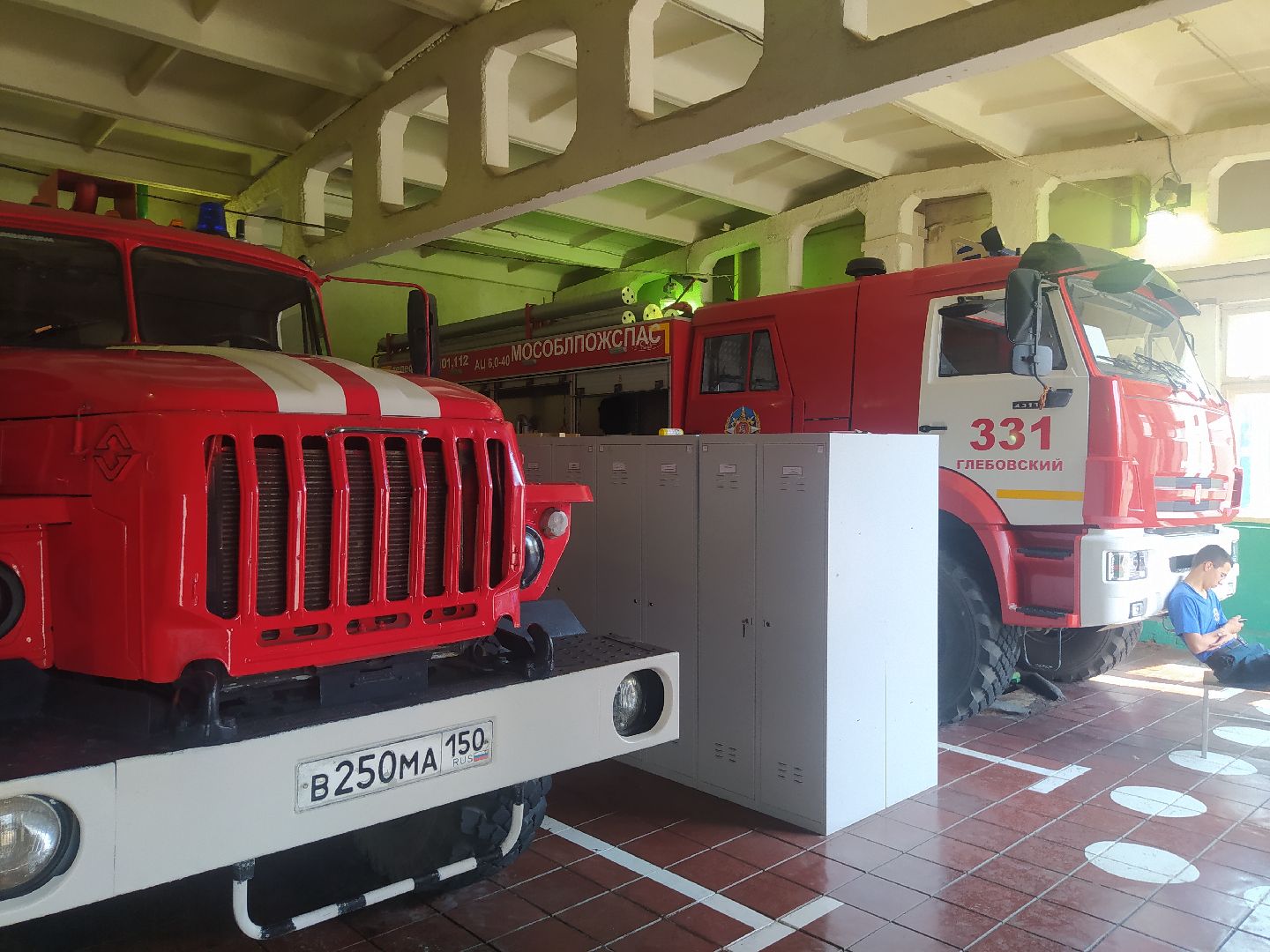 Истра, животные, кошки