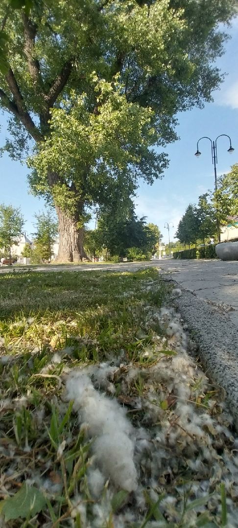 коломна, тополиныйпух, аллергия