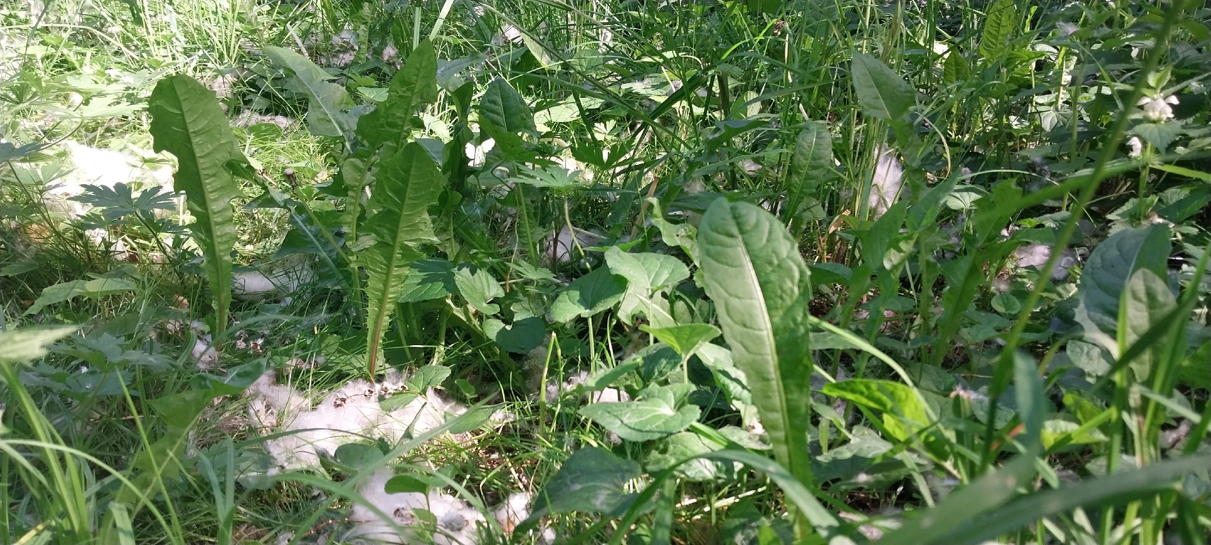 коломна, тополиныйпух, аллергия