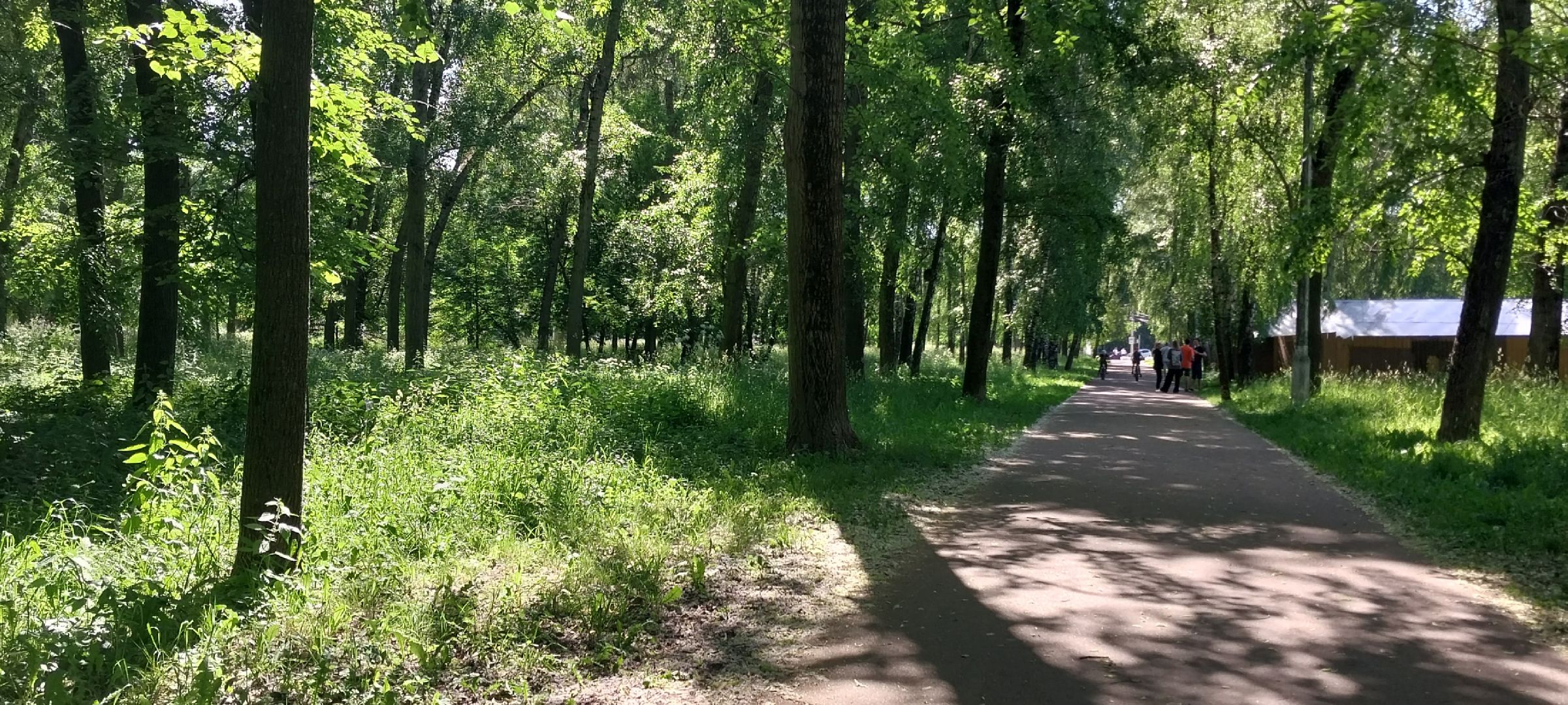 коломна, тополиныйпух, аллергия