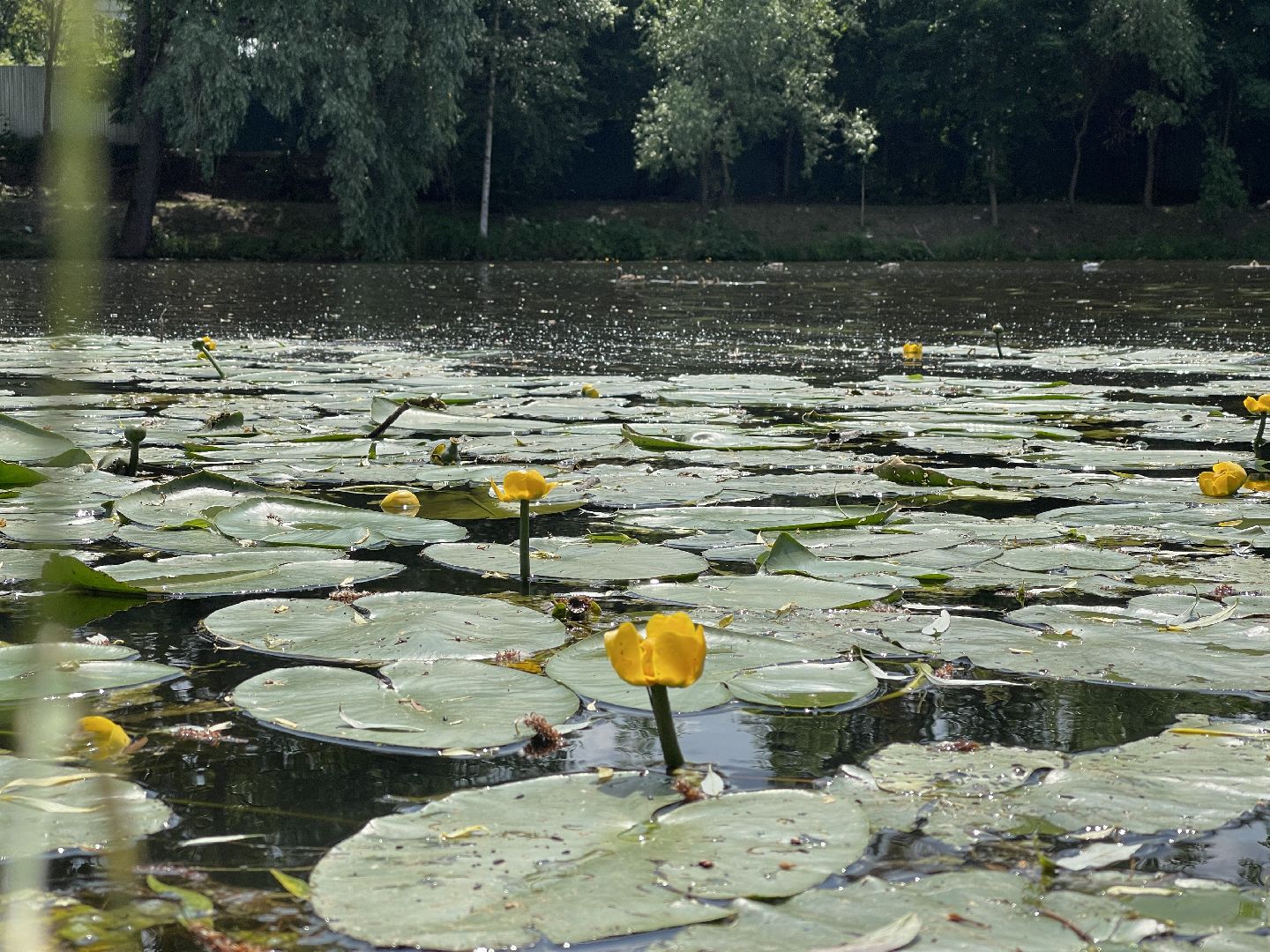 Одинцово, Немчиновка, экология, министерство экологии и природопользования, пруд, очистка,