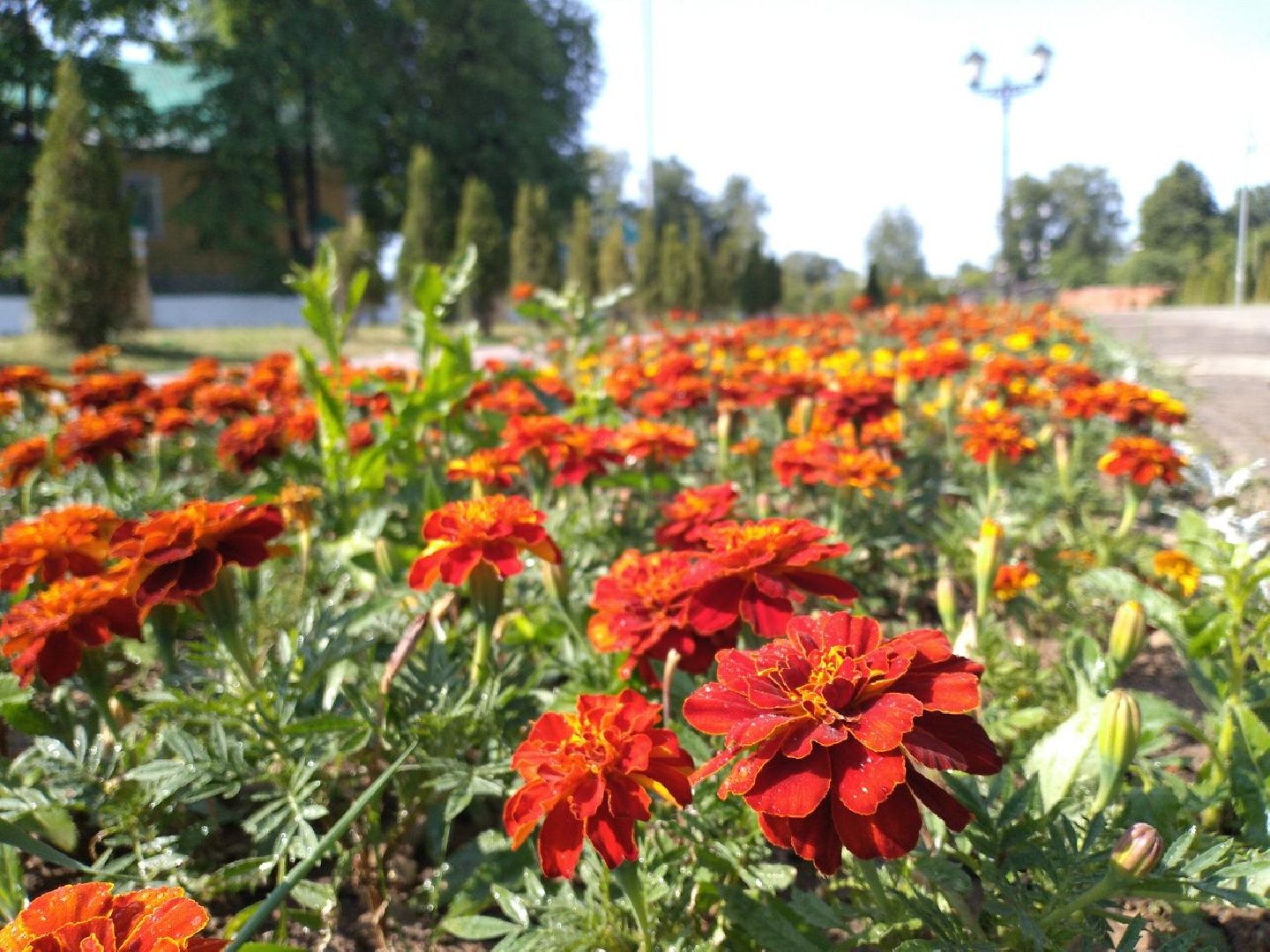 благоустройство, лето, жара, полив, клумбы, Лосино-Петровский