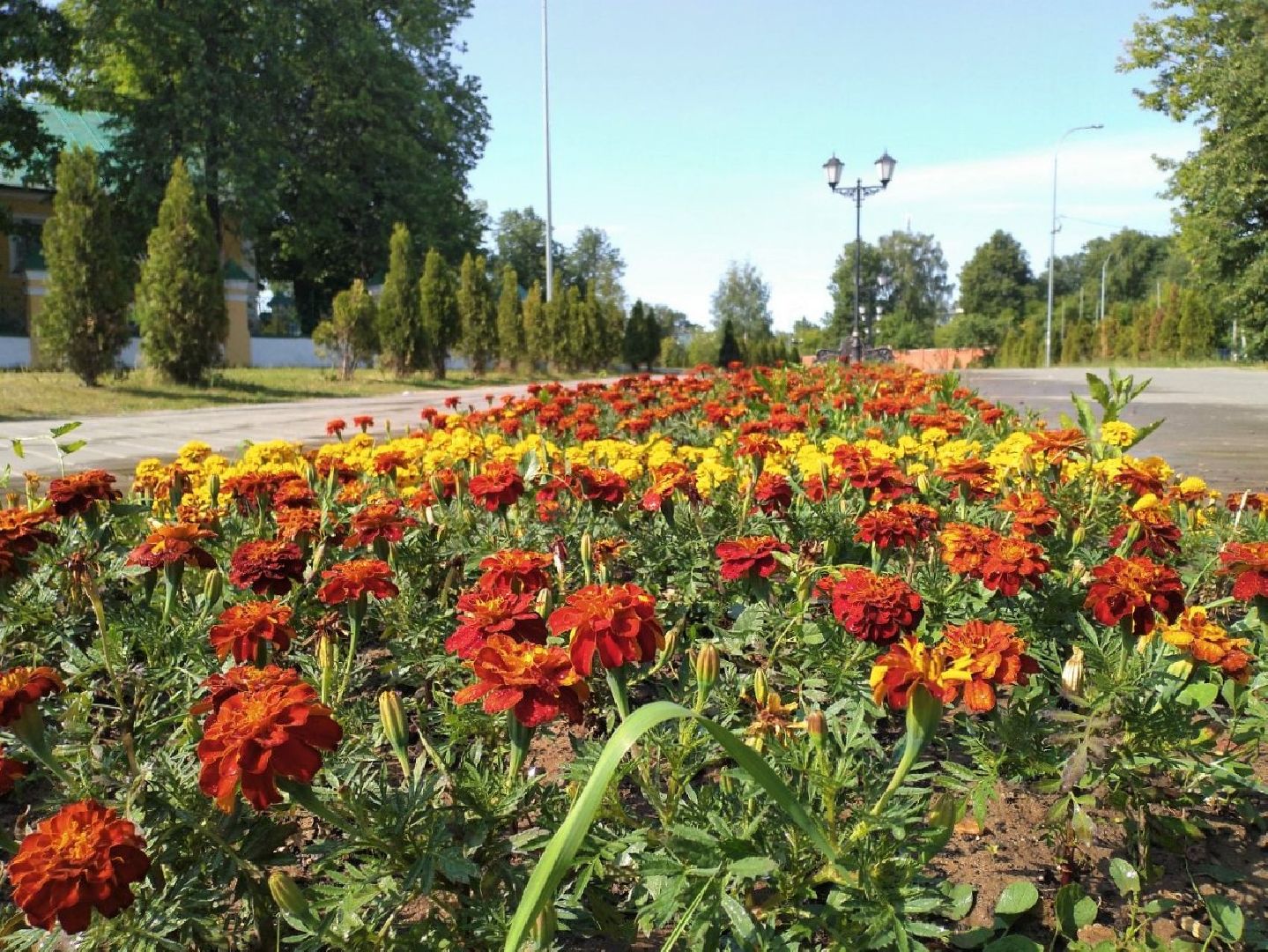 благоустройство, лето, жара, полив, клумбы, Лосино-Петровский