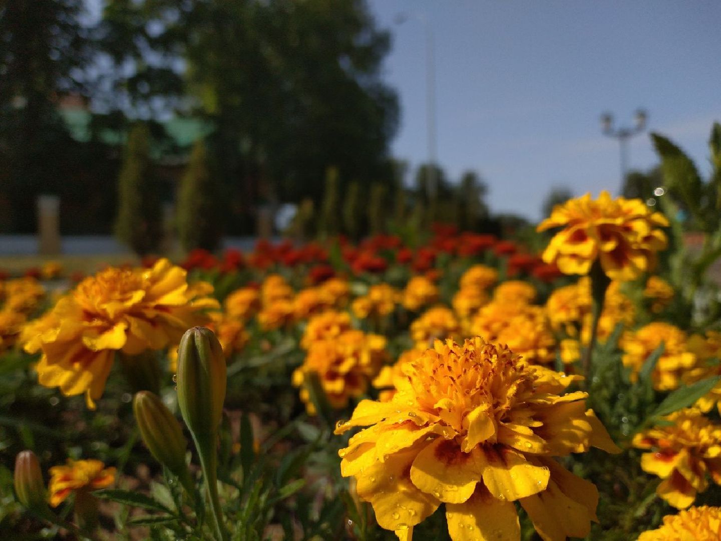 благоустройство, лето, жара, полив, клумбы, Лосино-Петровский