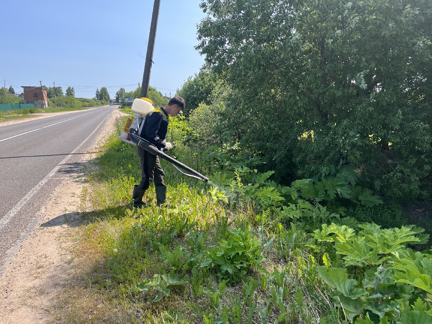 Шаховская, борщевик, экология