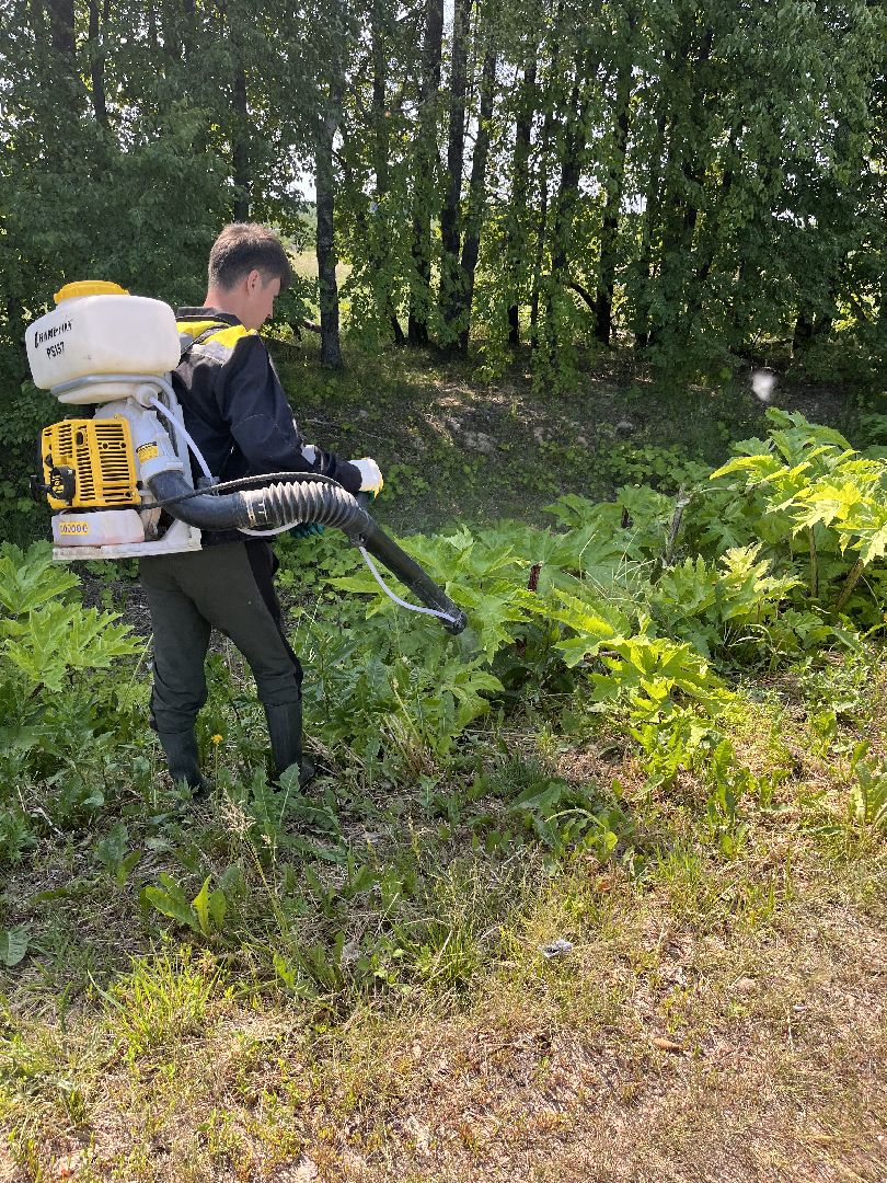 Шаховская, борщевик, экология