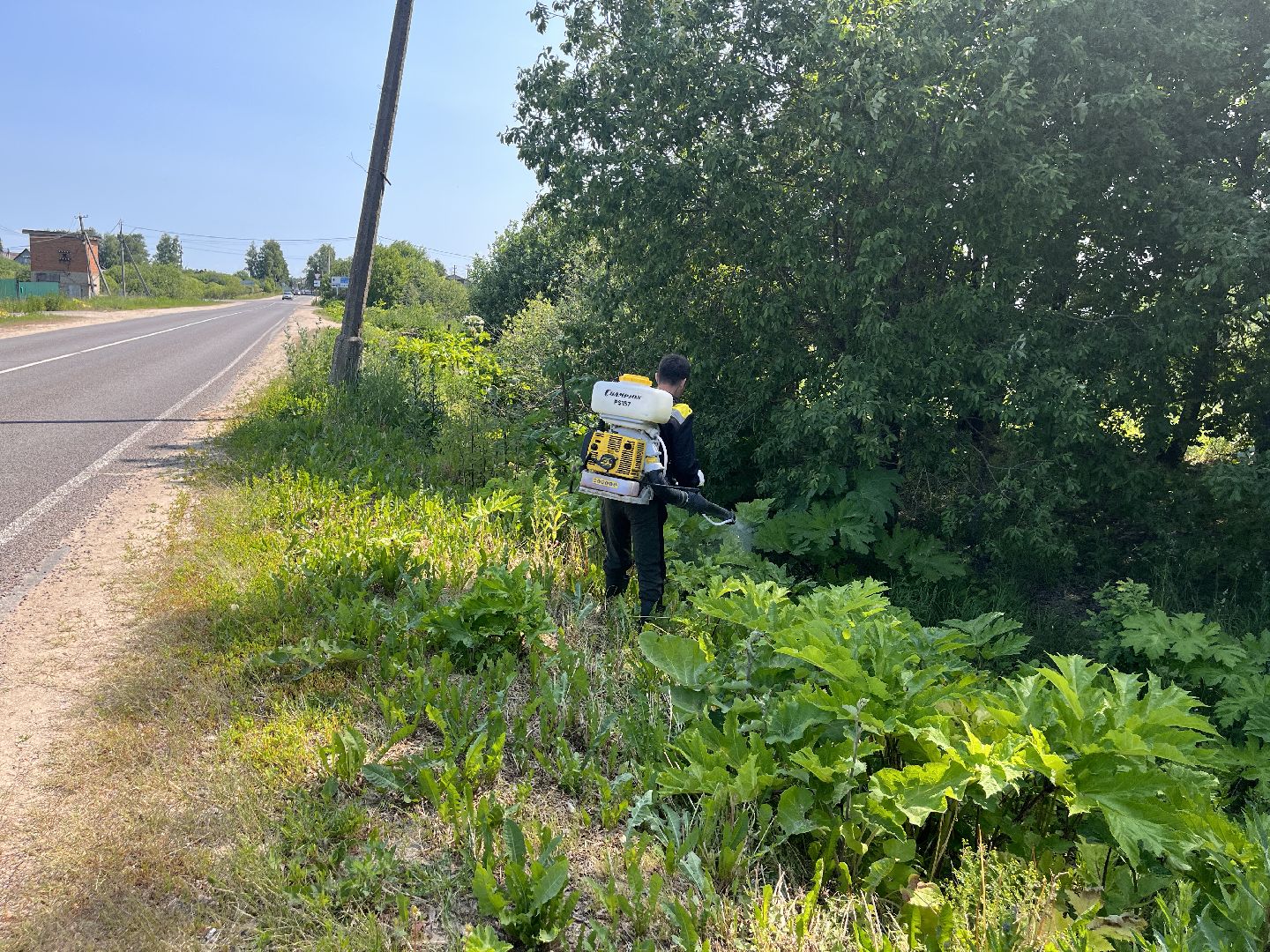 Шаховская, борщевик, экология