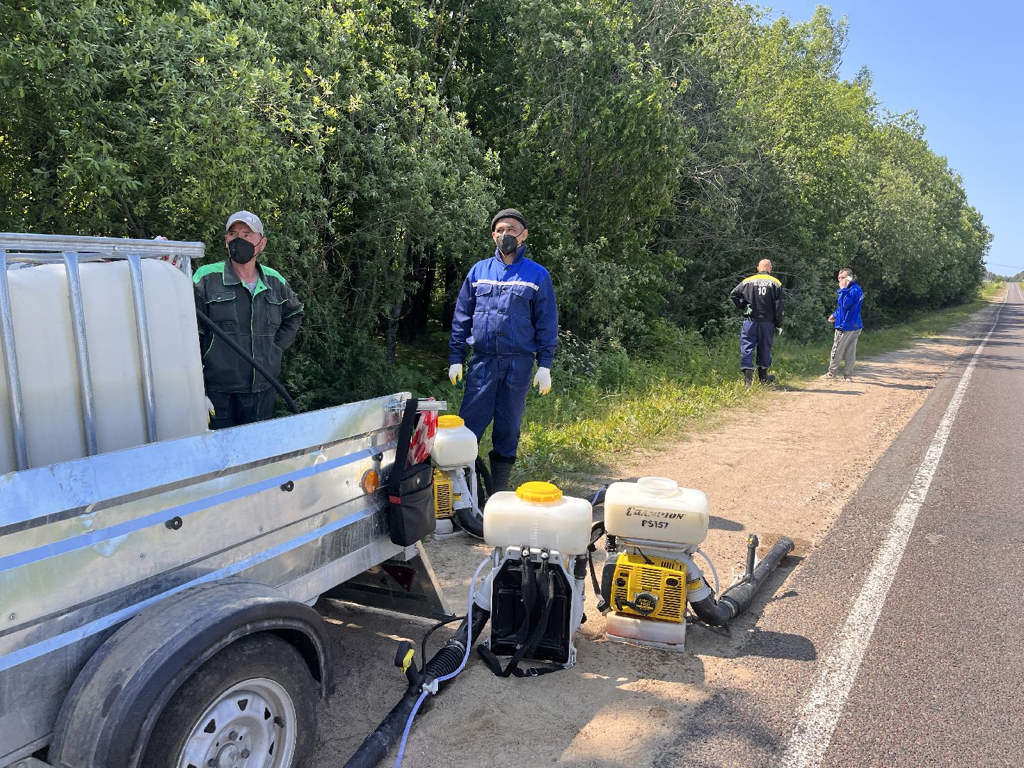 Шаховская, борщевик, экология