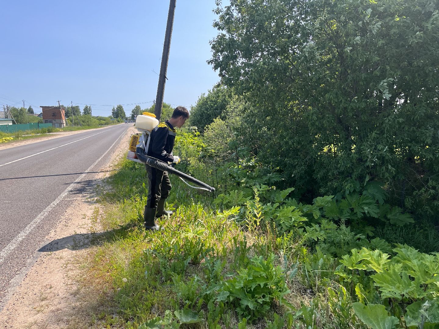 Шаховская, борщевик, экология