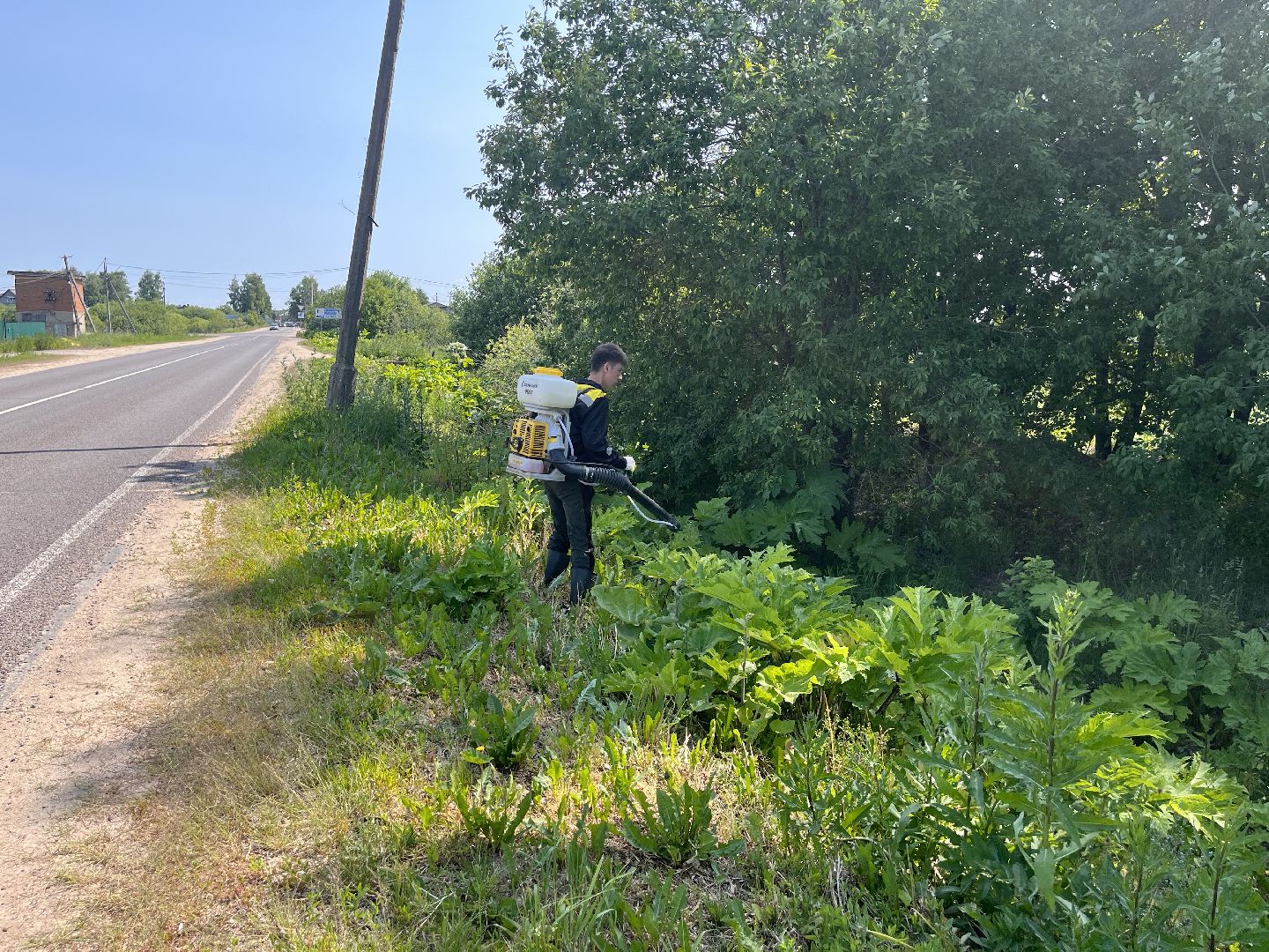 Шаховская, борщевик, экология